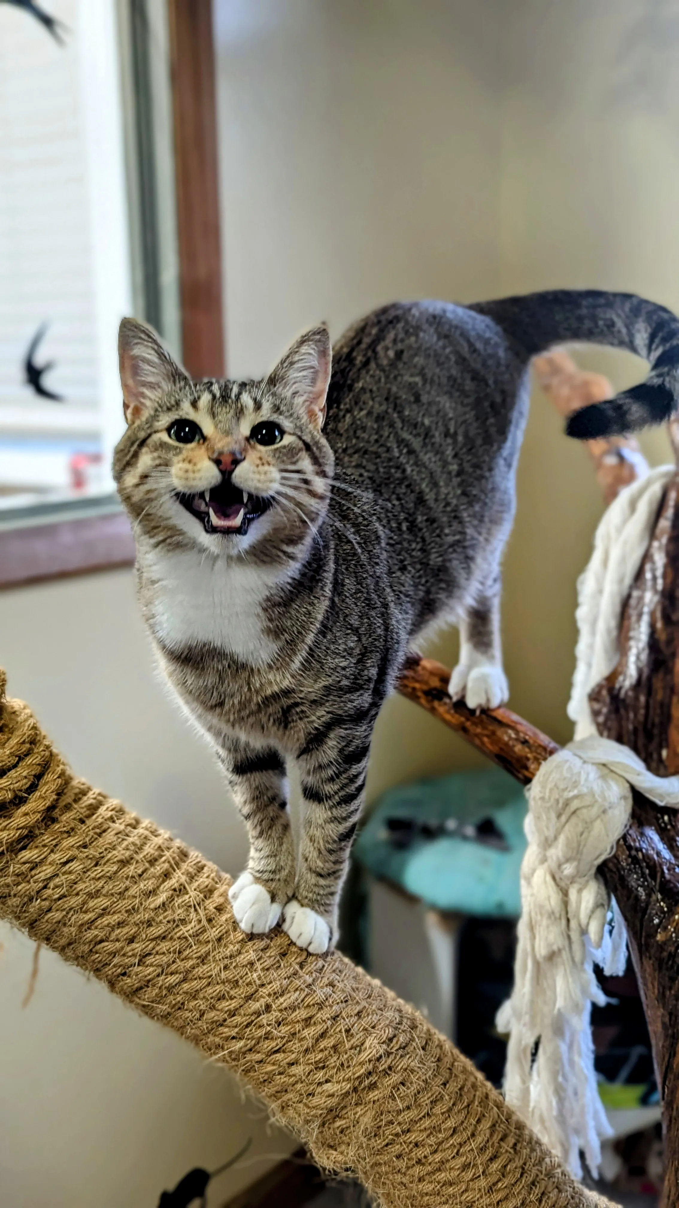 A relaxed cat in a private boarding suite at Ruffin Inn