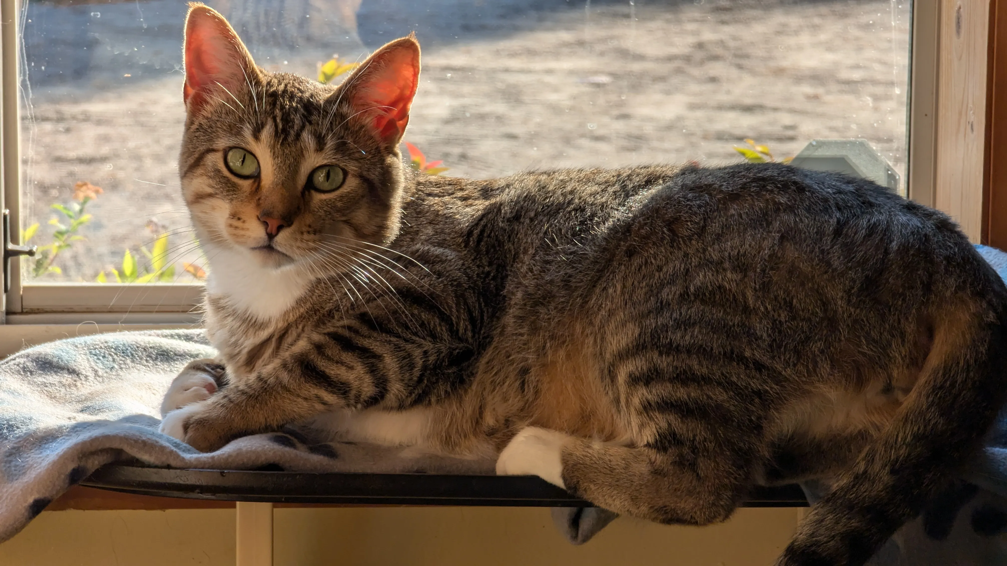 Cat Boarding at Ruffin Inn — photo 3