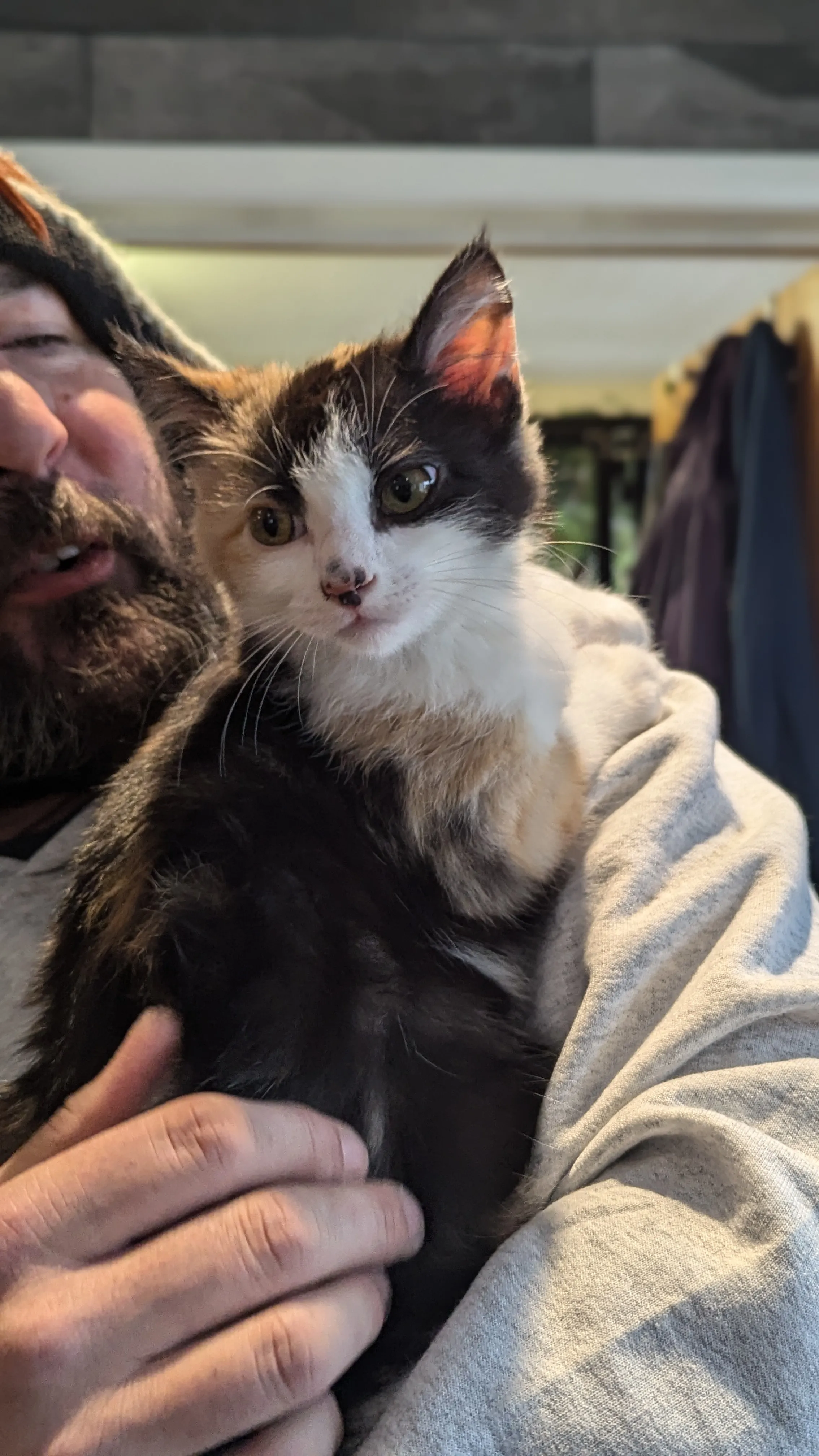 Cat Boarding at Ruffin Inn — photo 4