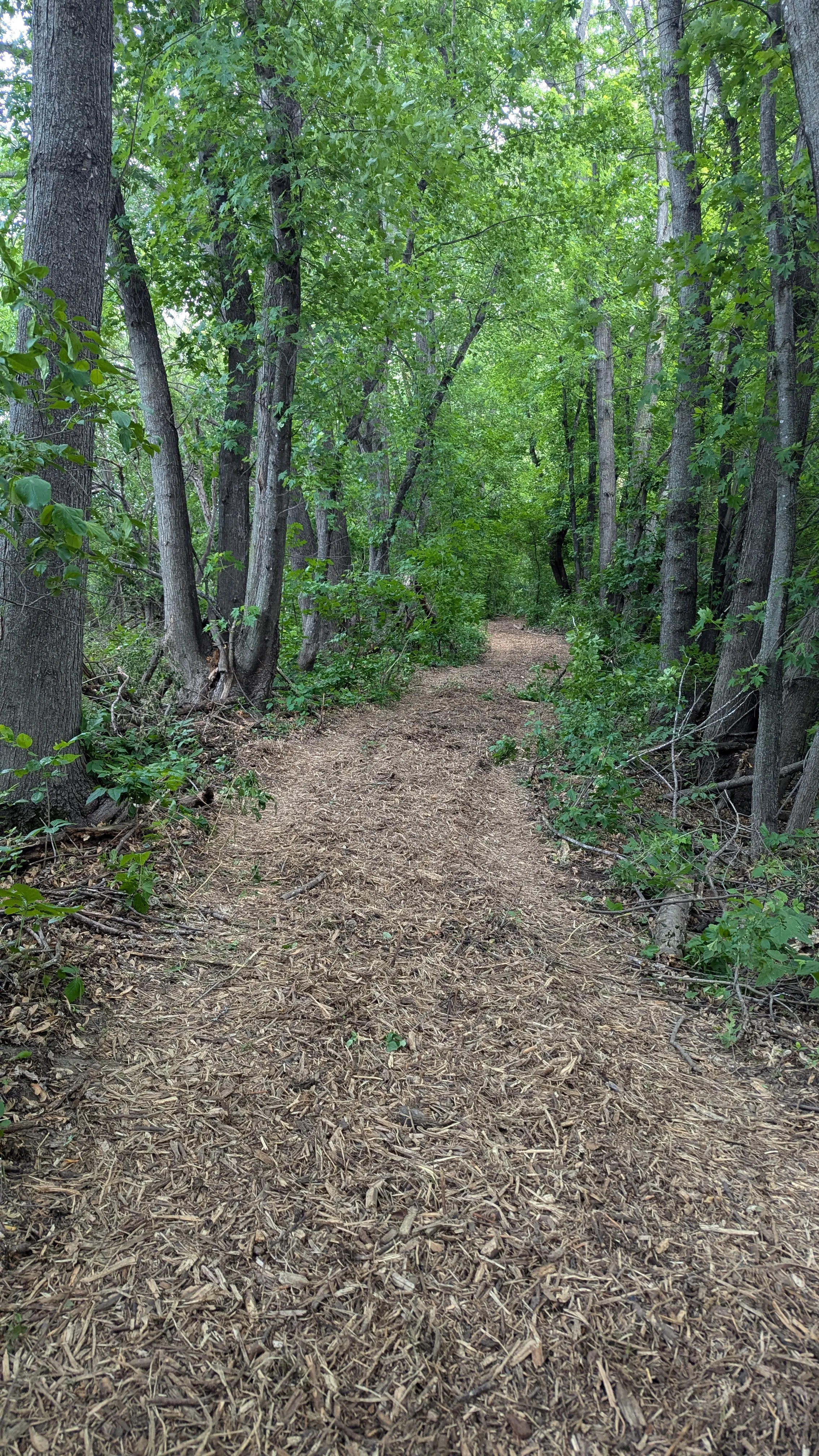 Dog on a guided nature walk near Ruffin Inn — photo 2