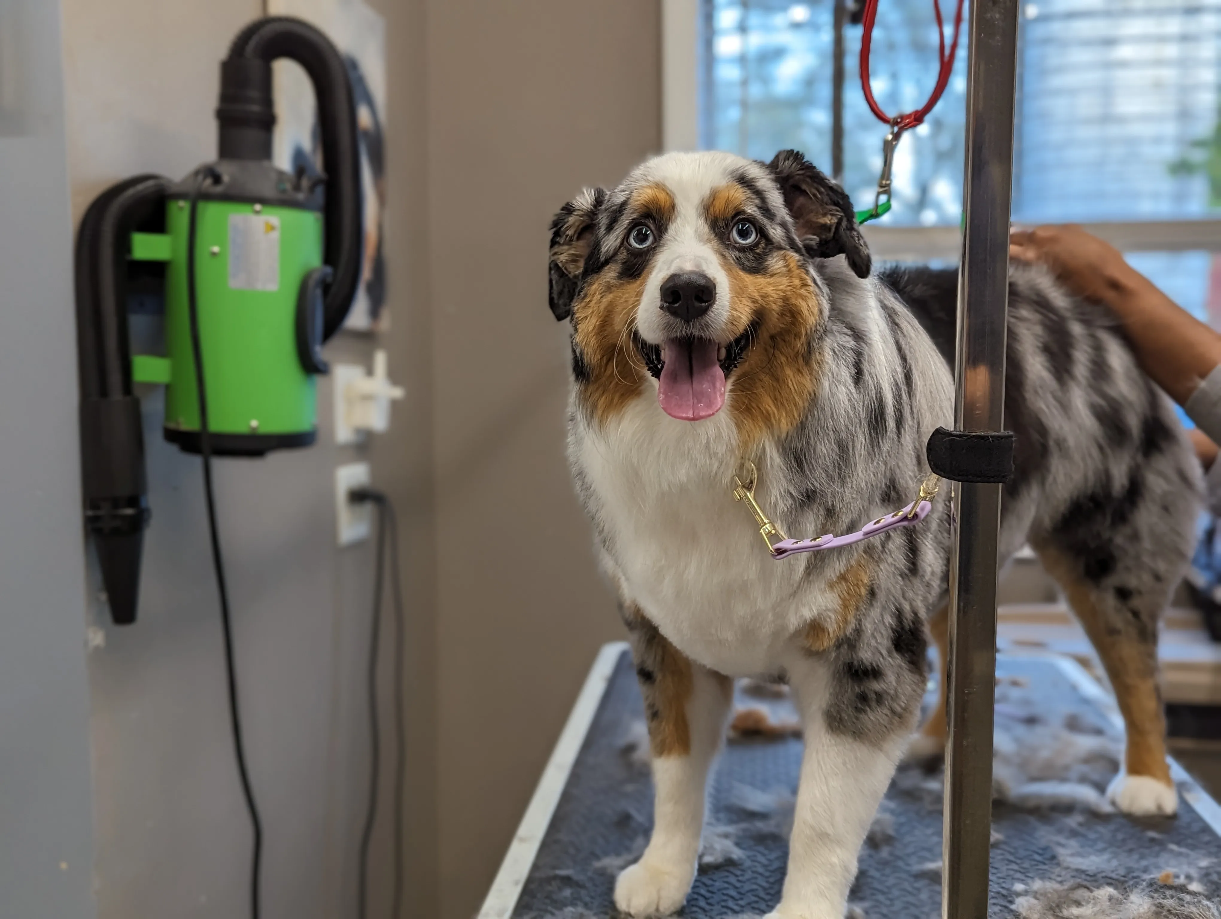 Grooming at Ruffin Inn