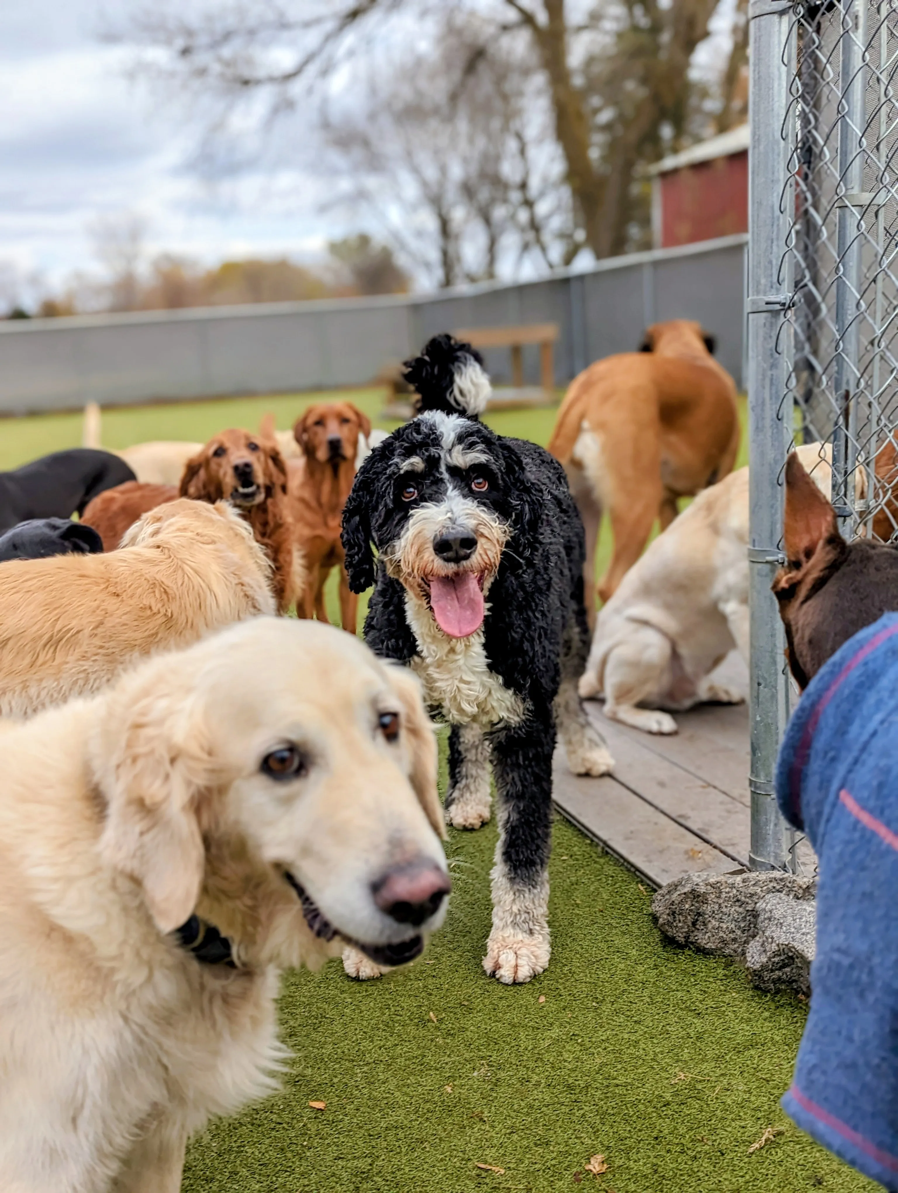 Dog Daycare at Ruffin Inn — photo 2