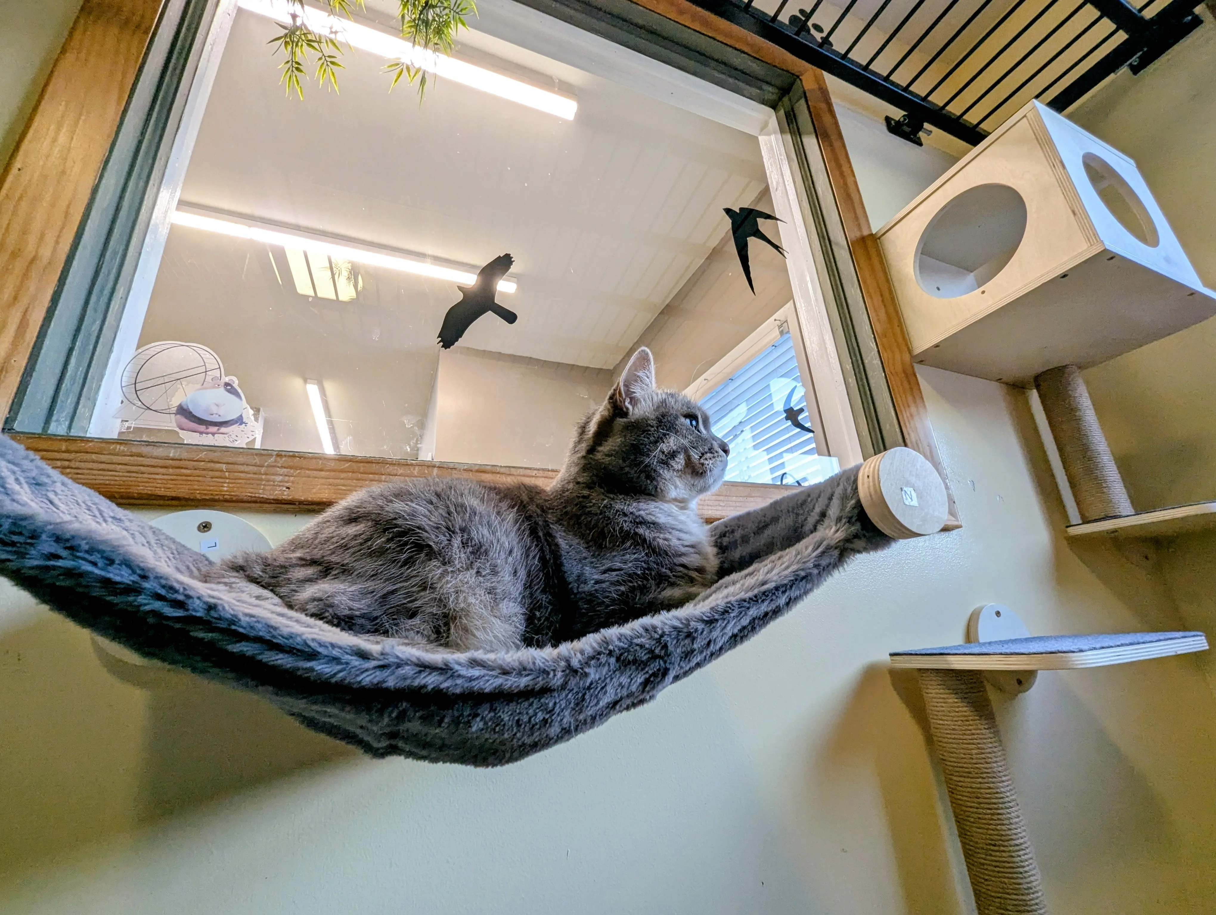 Cat Boarding at Ruffin Inn — photo 8