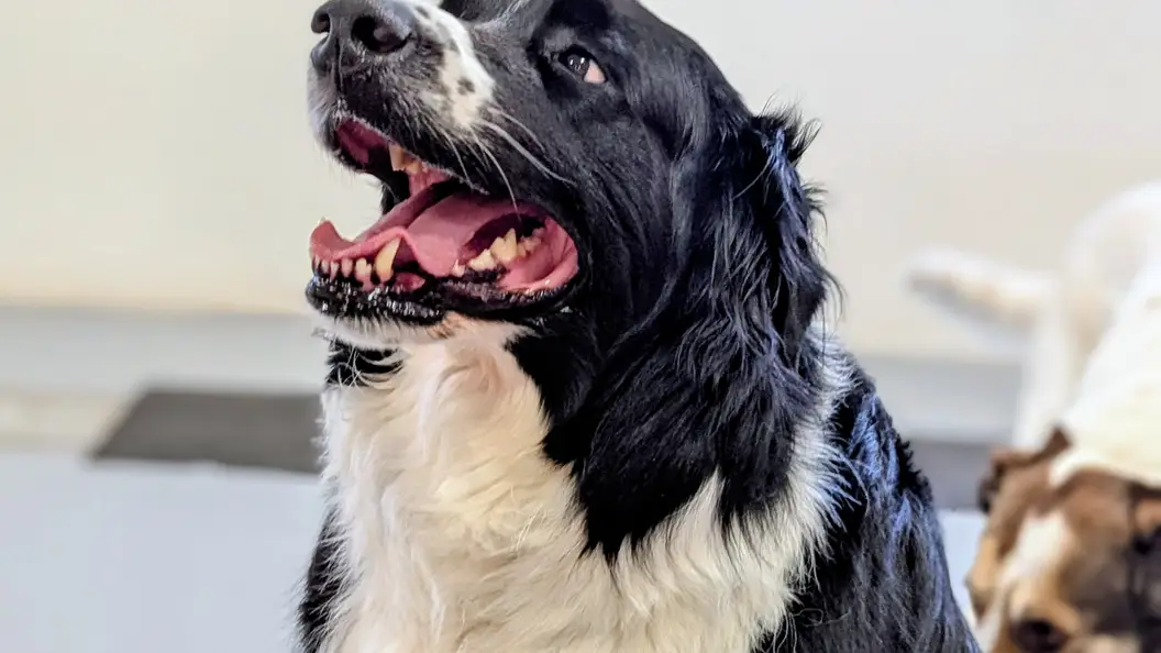 A dog at Ruffin Inn in Buffalo, MN, a short drive from Andover