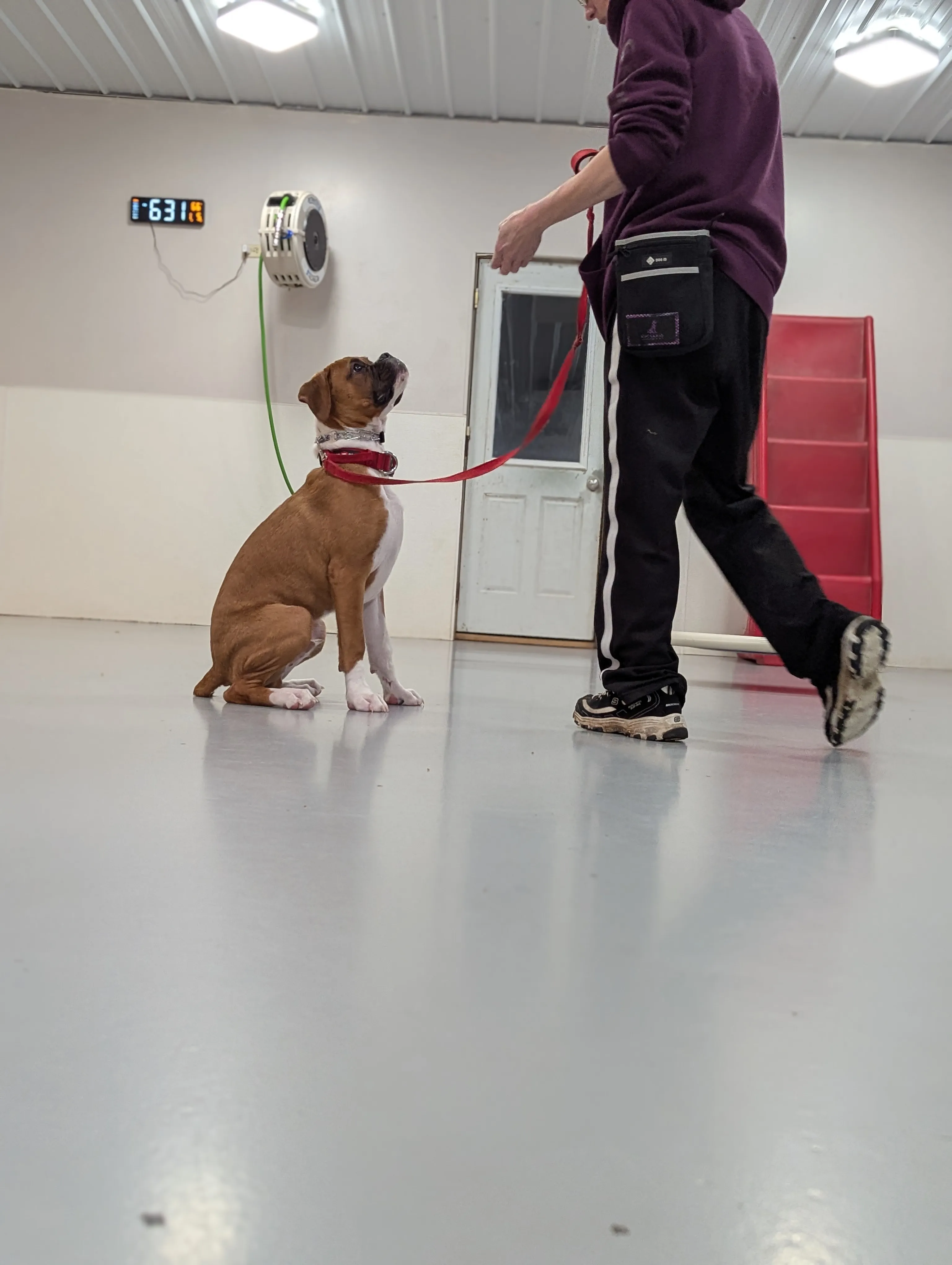 A dog learning to heel during a training class at Ruffin Inn