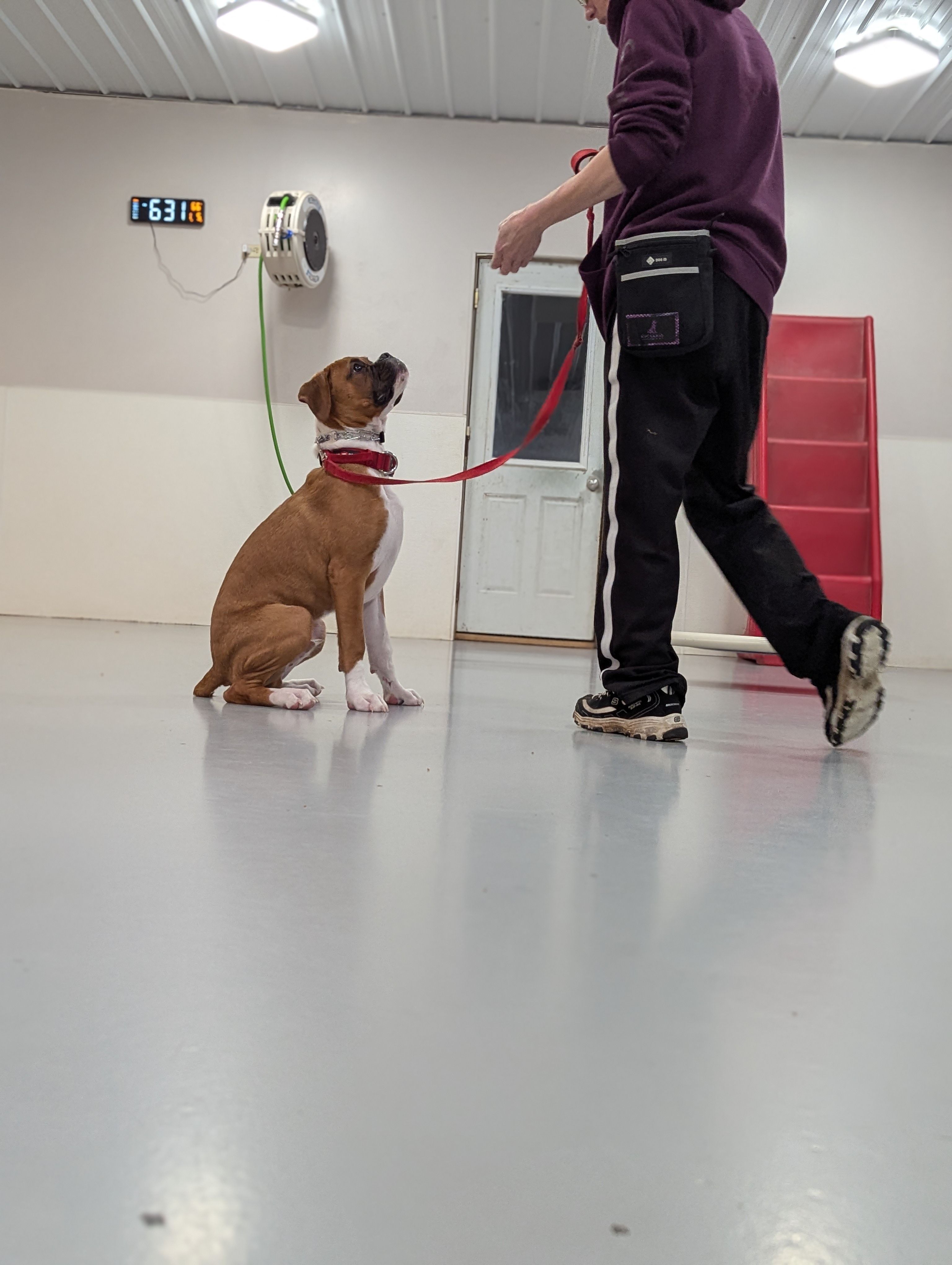 A dog learning to heel during a training class at Ruffin Inn