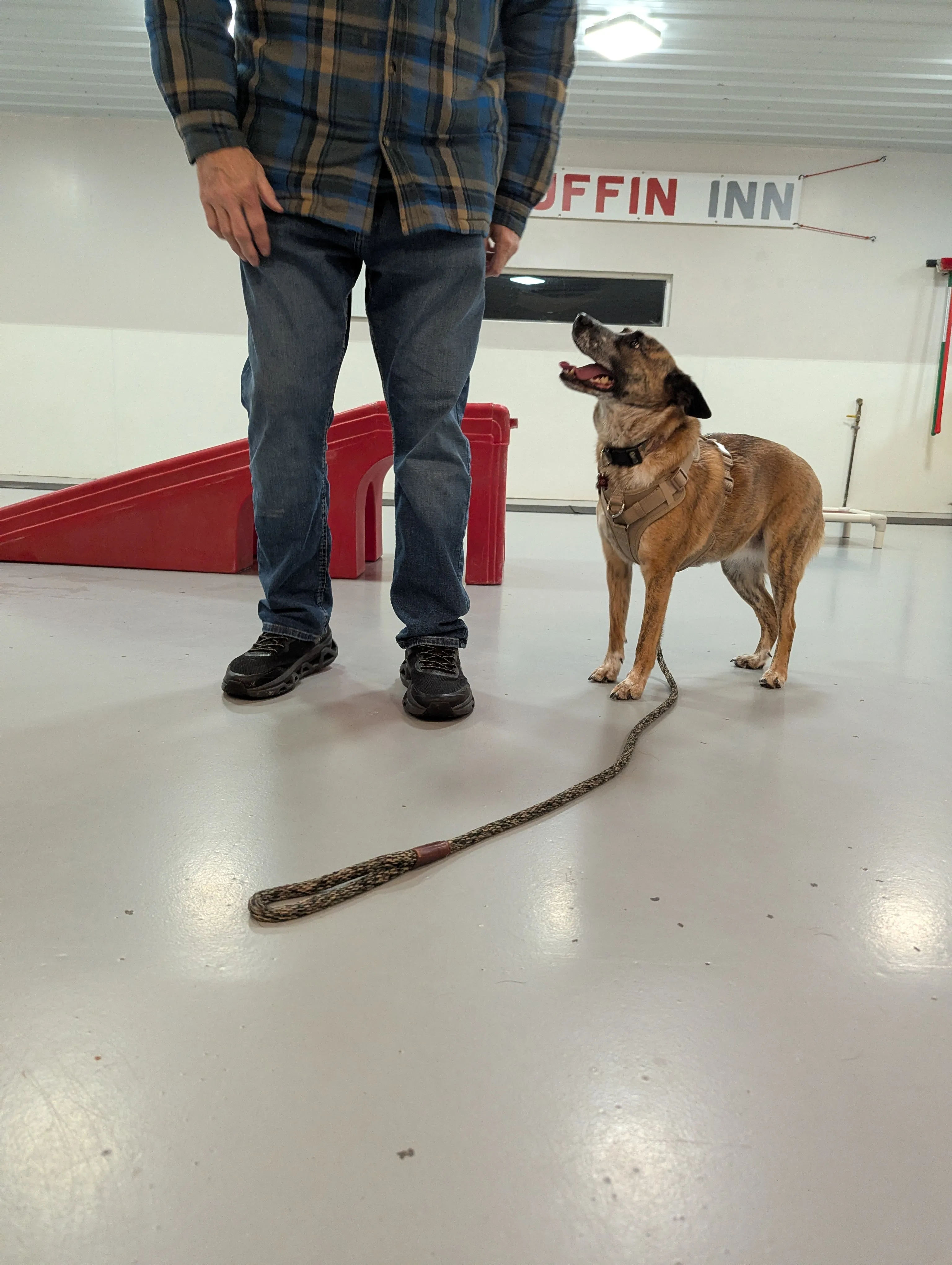 Dog Training at Ruffin Inn — photo 2