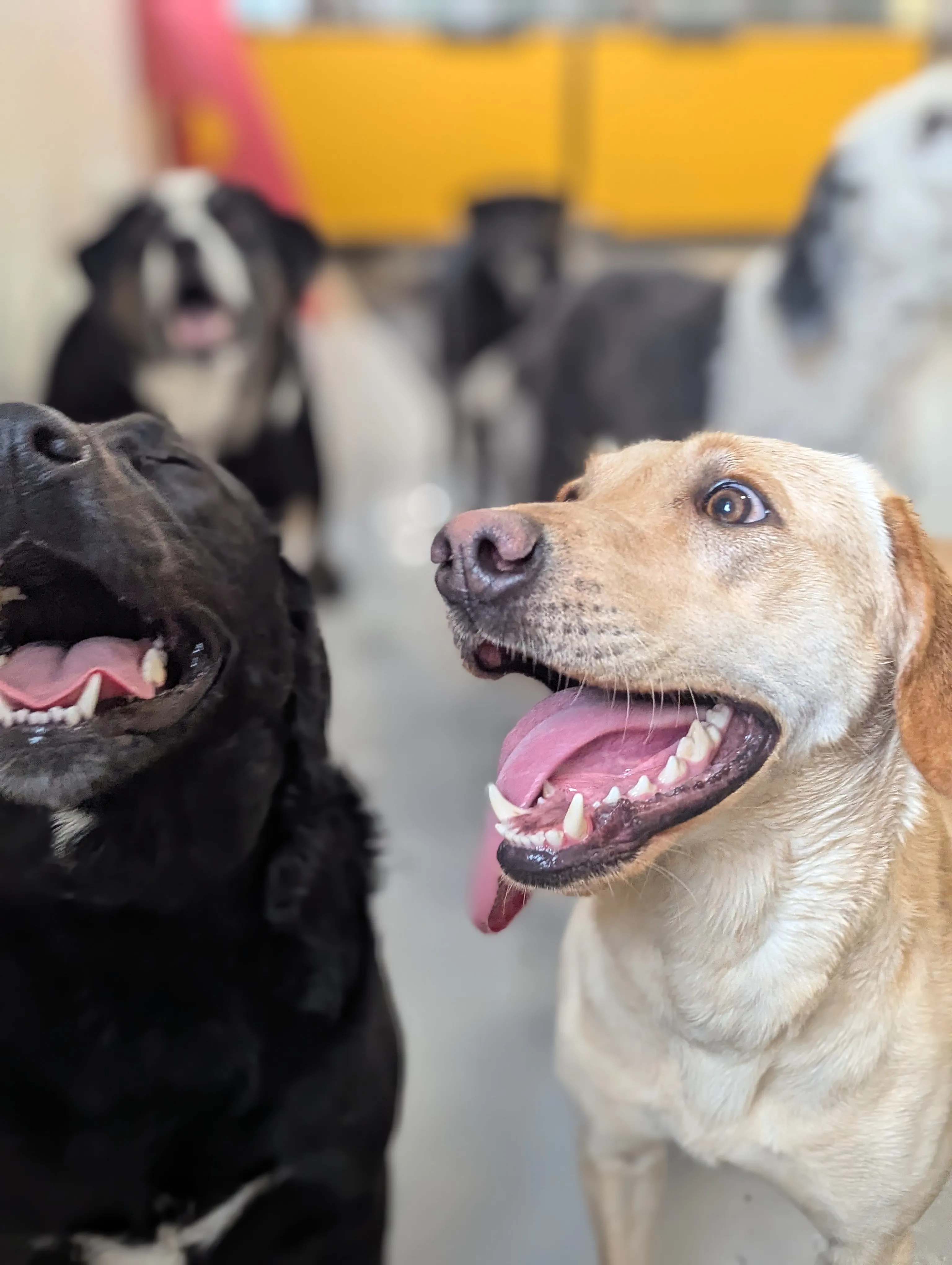 Dog Daycare at Ruffin Inn — photo 5