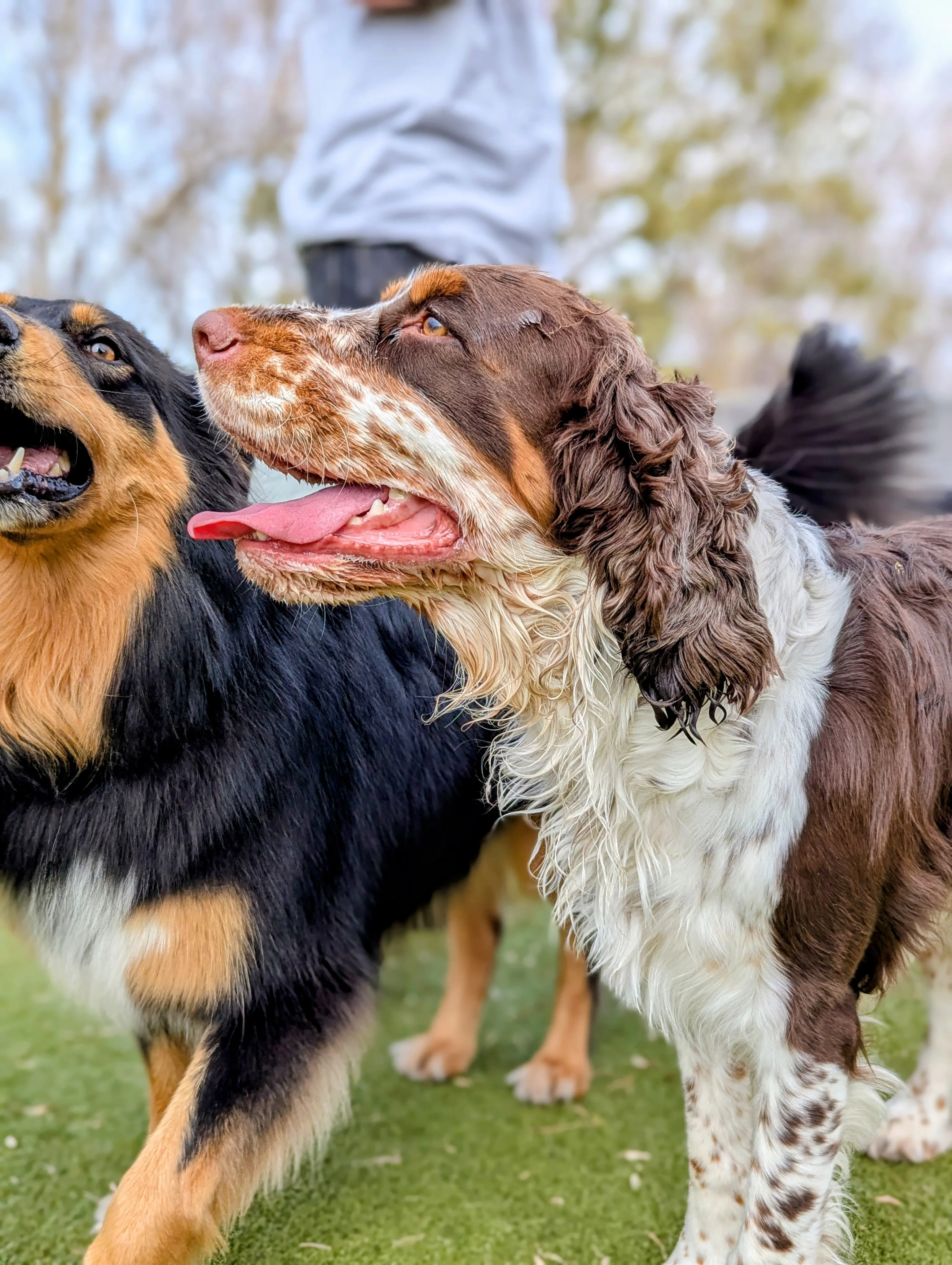 Dog Daycare at Ruffin Inn — photo 6