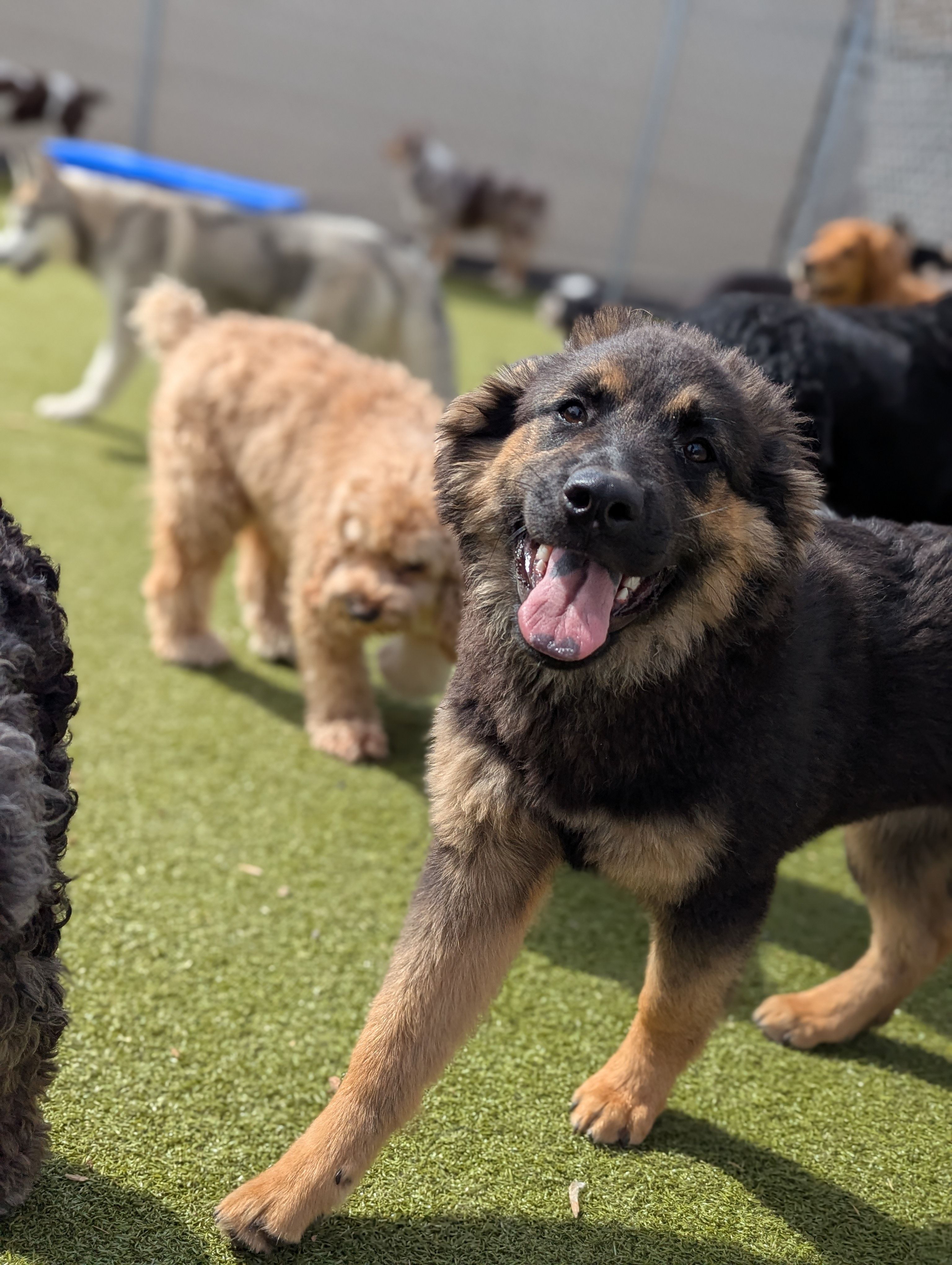 Dogs playing together in the daycare yard at Ruffin Inn in Buffalo, MN