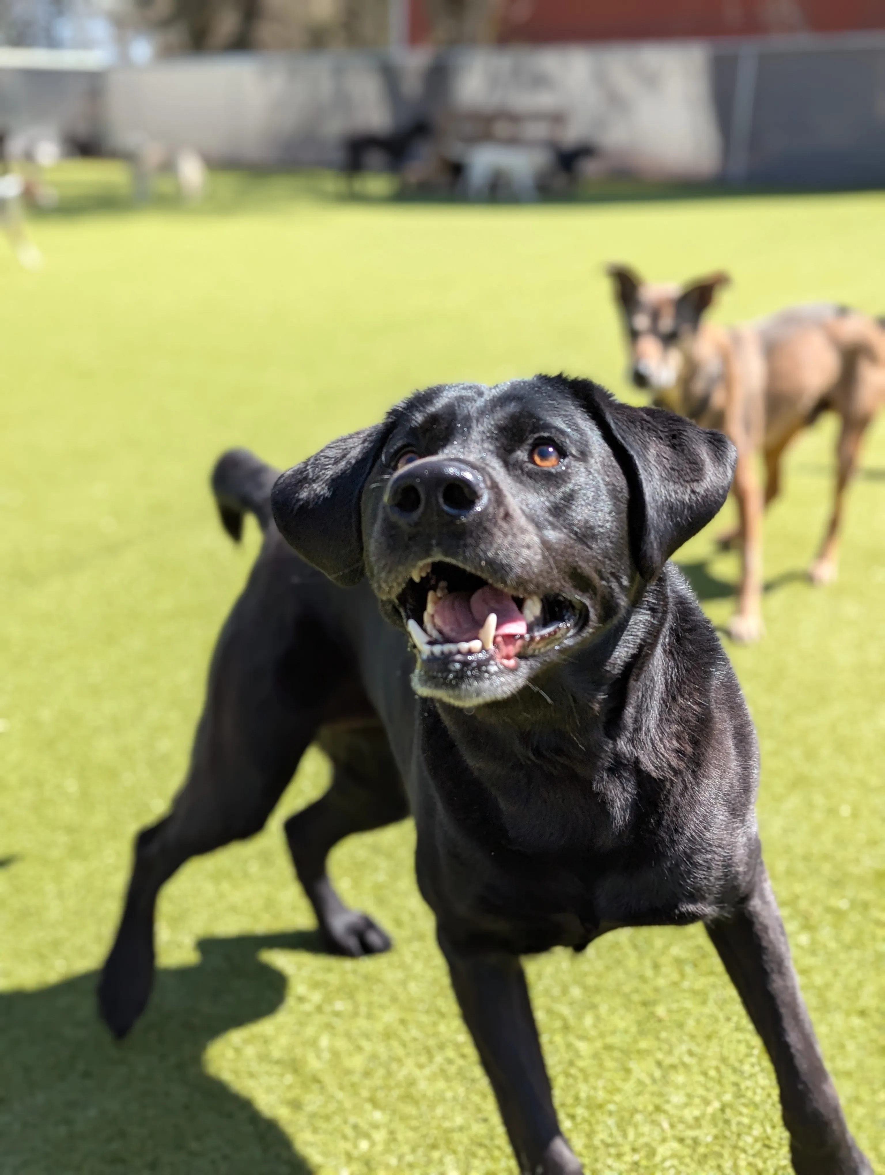 Dog Daycare at Ruffin Inn — photo 8