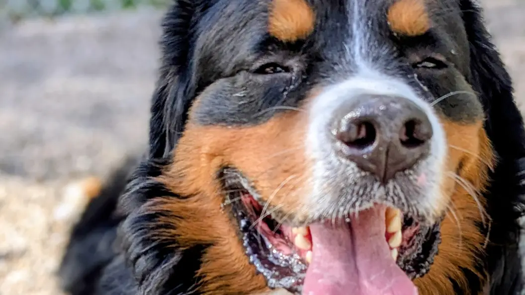A dog at Ruffin Inn in Buffalo, MN, a short drive from Albertville